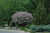 Dwarf Korean Lilac (tree form)