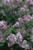 Dwarf Korean Lilac