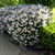 Miss Kim Dwarf Lilac