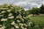 Arrowwood Viburnum