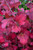 Compact European Cranberry