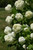 Eastern Snowball Viburnum