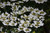 Summer Snowflake Doublefile Viburnum