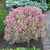 My Monet Weigela