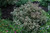 My Monet Weigela