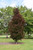 Crimson Sentry Norway Maple