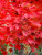 Royal Red Maple