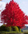 Red Maple