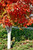 Autumn Blaze Maple