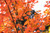 Autumn Blaze Maple