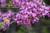 Eastern Redbud Tree