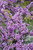 Eastern Redbud