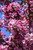 Pink Spires Flowering Crab