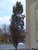 Pyramidal English Oak