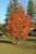 Cardinal Royal&reg; Mountain Ash