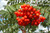 Cardinal Royal&reg; Mountain Ash