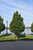 Greenspire Linden