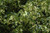 Greenspire Linden