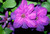 Clematis Vine (assorted)