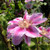 Clematis Vine (assorted)