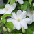 Clematis Vine (assorted)