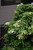 Climbing Hydrangea
