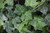 Baltic Ivy