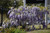 Japanese Wisteria