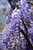 Japanese Wisteria