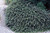Tom Thumb Cotoneaster