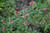 Tom Thumb Cotoneaster