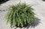 Tom Thumb Cotoneaster
