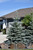 Baby Blue Blue Spruce