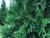 Winter Green Cedar