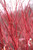 Coral Bark Japanese Maple