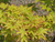 Coral Bark Japanese Maple
