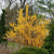 Show Off Forsythia