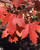 Autumn Fantasy Maple
