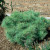 Dwarf White Pine