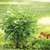 Arctic Fire Dogwood