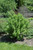 Arctic Fire&reg; Red Twig Dogwood