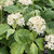 Arctic Sun Dogwood