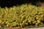 Arctic Sun&reg; Dogwood