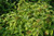 Arctic Sun&reg; Dogwood