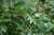 White Oak