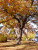 Burr Oak