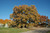 Bur Oak