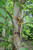 Heritage River Birch