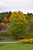 Heritage River Birch