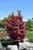 Twombly's Red Sentinel Japanese Maple
